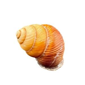 Natural Seashell Pollicaria Gavida Gastropod Striated 1.75 Inch Harvested 1980s